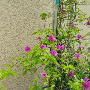 Meet your Posher, Ann